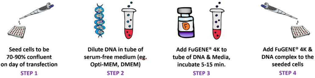 FuGENE® 4K——Lipofectamine®3000的绝佳替代