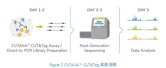 CUTANA™ CUT&Tag Kit添新品啦！助您轻松应对CUT&Tag实验