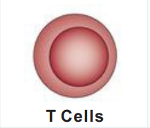 Bioxcell免疫细胞特异性标志物抗体