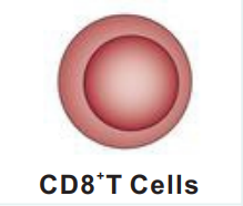 Bioxcell免疫细胞特异性标志物抗体