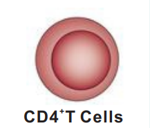 Bioxcell免疫细胞特异性标志物抗体