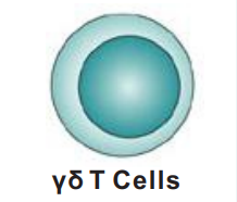 Bioxcell免疫细胞特异性标志物抗体