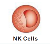 Bioxcell免疫细胞特异性标志物抗体