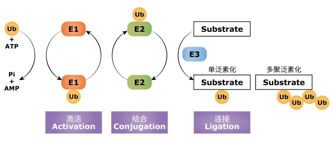 UBE3A泛素连接酶E3重组单克隆抗体