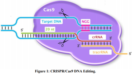 Cas9 ELISA Kit—Cell Biolabs热销产品
