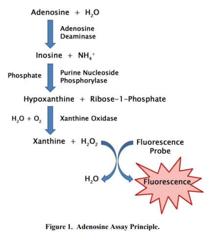 腺苷检测试剂盒Adenosine Assay Kit—Cell Biolabs热销产品