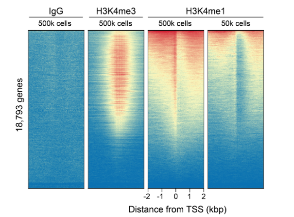 H3K4me1 Antibody——EpiCypher新品推荐