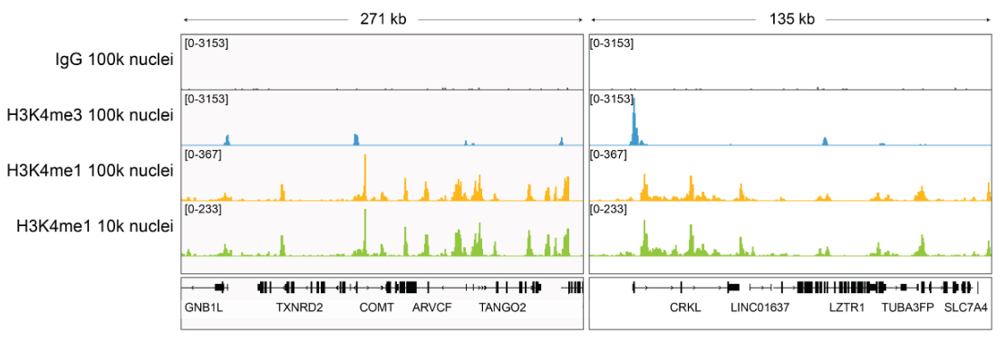H3K4me1 Antibody——EpiCypher新品推荐