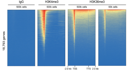 H3K36me3 Antibody——EpiCypher新品推荐