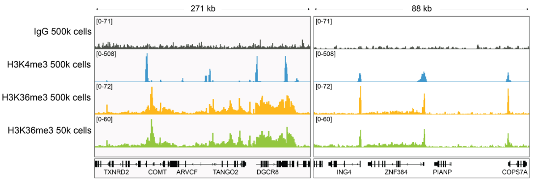 H3K36me3 Antibody——EpiCypher新品推荐