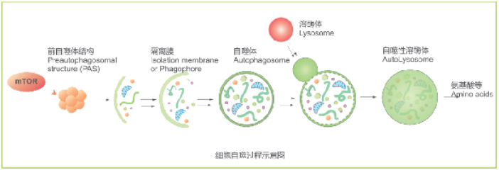 CYTO-ID Autophagy detection kit⾃噬分析试剂盒