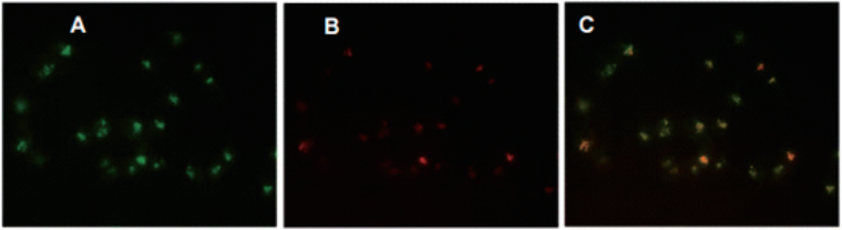 CYTO-ID Autophagy detection kit⾃噬分析试剂盒