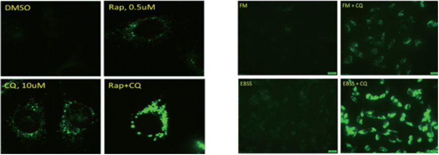 CYTO-ID Autophagy detection kit⾃噬分析试剂盒