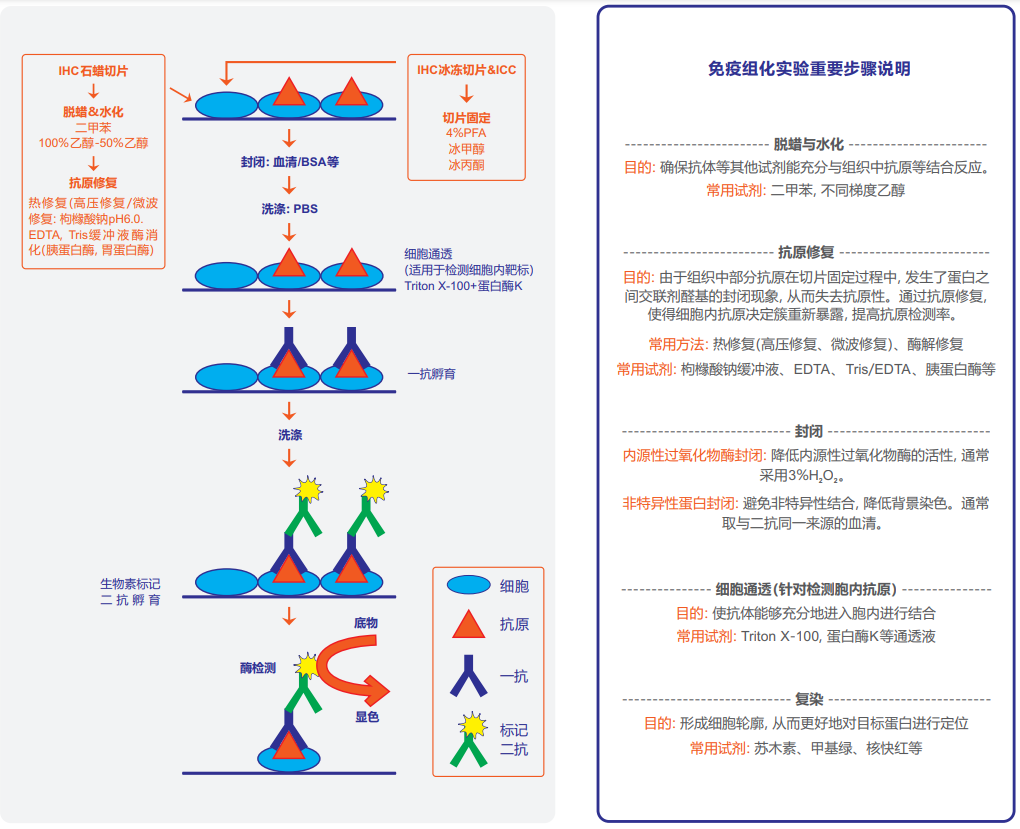 免疫组织化学背景小知识