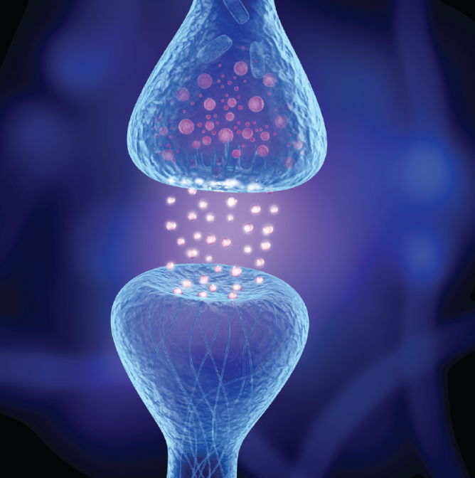 StressMarq Biosciences带你走进神经科学（一）