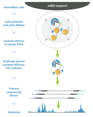 CUTANA™ CUT&RUN Assays  ——实现超敏基因组定位