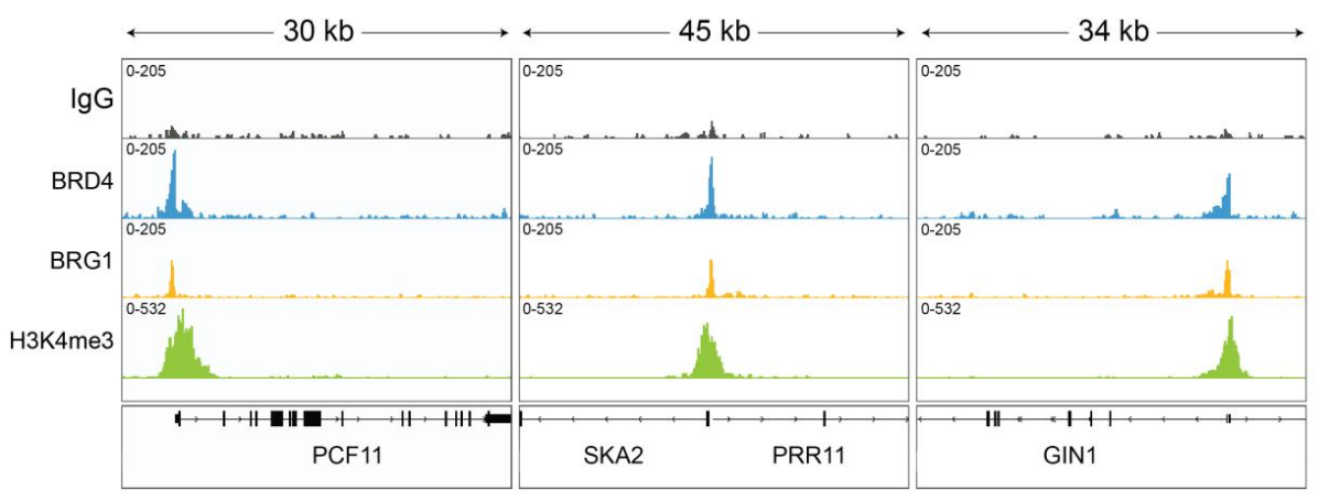 Epicypher热销产品——BRD4 CUTANA™ CUT&RUN Antibody