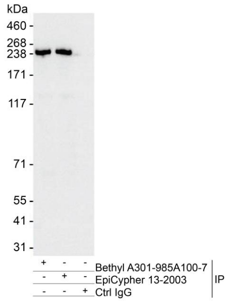 Epicypher热销产品——BRD4 CUTANA™ CUT&RUN Antibody