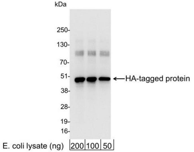 Epicypher热销产品——HA Tag CUTANA™ CUT&RUN Antibody Epicypher热销产品——HA Tag CUTANA™ CUT&RUN Antibody