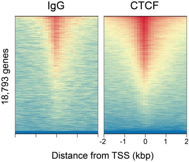 Epicypher热销产品——CTCF CUTANA™ CUT&RUN Antibody