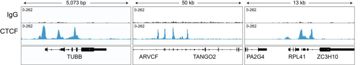 Epicypher热销产品——CTCF CUTANA™ CUT&RUN Antibody