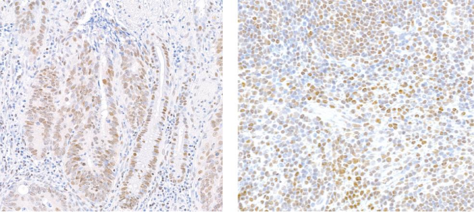 Epicypher热销产品——CTCF CUTANA™ CUT&RUN Antibody