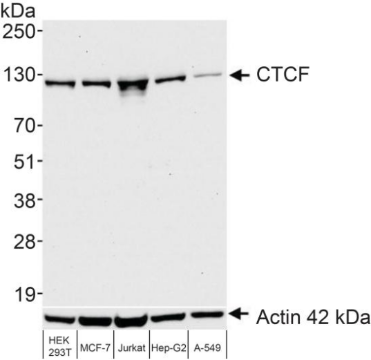 Epicypher热销产品——CTCF CUTANA™ CUT&RUN Antibody