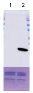 Epicypher热销产品——Nucleosome, Recombinant Human, H3K4me3 dNuc, Biotinylated