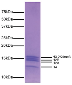 Epicypher热销产品——Nucleosome, Recombinant Human, H3K4me3 dNuc, Biotinylated