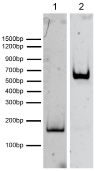 Epicypher热销产品——Nucleosome, Recombinant Human, H3K4me3 dNuc, Biotinylated