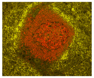 高分SCI文章@你——Vector True VIEW™ Kit带你飞