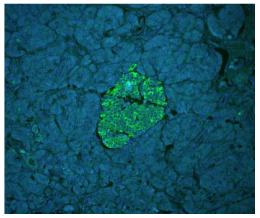 高分SCI文章@你——Vector True VIEW™ Kit带你飞