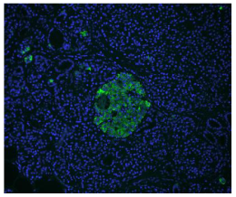 高分SCI文章@你——Vector True VIEW™ Kit带你飞