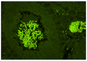 高分SCI文章@你——Vector True VIEW™ Kit带你飞