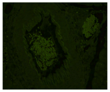 高分SCI文章@你——Vector True VIEW™ Kit带你飞