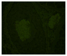 高分SCI文章@你——Vector True VIEW™ Kit带你飞