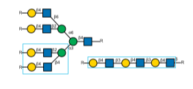 Vectorlabs的凝集素产品---曼陀罗凝集素（Datura Stramonium Lectin）