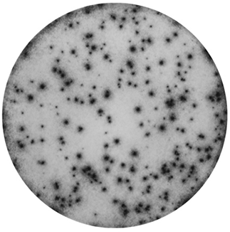 Mabtech peptide pools
