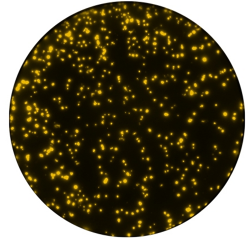 Mabtech peptide pools