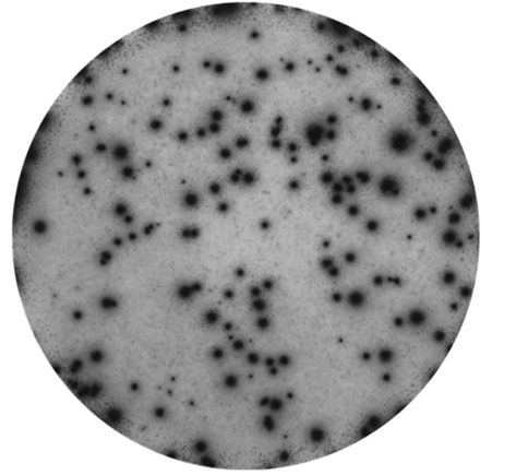 Mabtech peptide pools