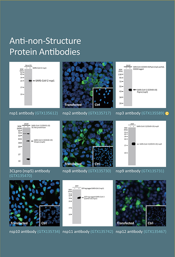 SARS-CoV-2(COVID-19)Research Reagents