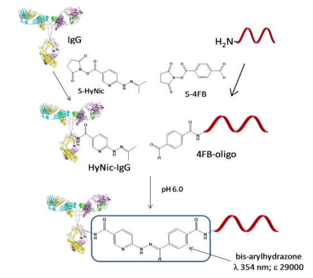 Vector Laboratories热销产品——Protein-Oligo Conjugation Kit