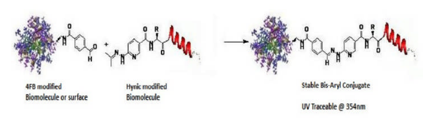 Vector Laboratories热销产品——Protein-Protein Conjugation Kit