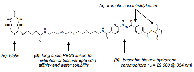 Vector Laboratories热销产品——ChromaLink® Biotin Antibody Labeling Kit
