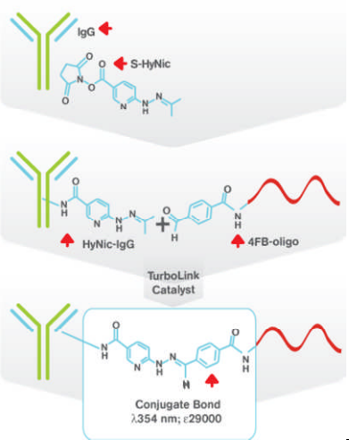 Vector Laratories热销产品——Antibody-Oligonucleotide All-in-One Conjugation Kit(1)