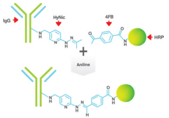Vector Laboratories热销产品——HRP Antibody All-in-One Conjugation Kit