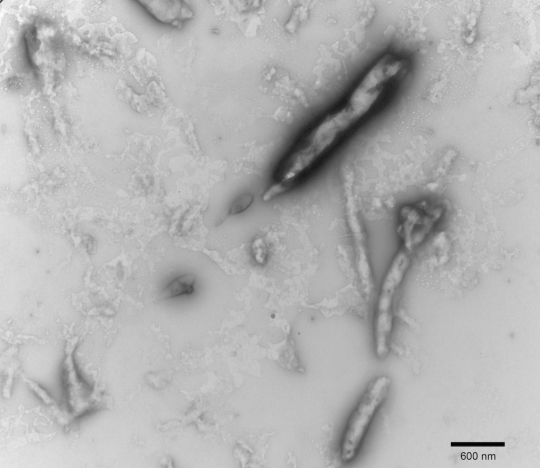 stressmarq热销产品Tau Protein stressmarq热销产品Tau Protein