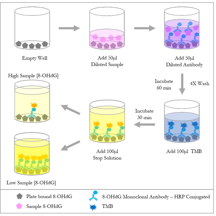 stressmarq热销产品DNA Damage (8-OHdG) ELISA Kit