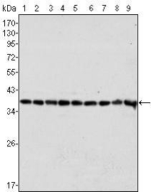热销产品Streptavidin Poly-HRP80 Conjugate 热销产品Streptavidin Poly-HRP80 Conjugate