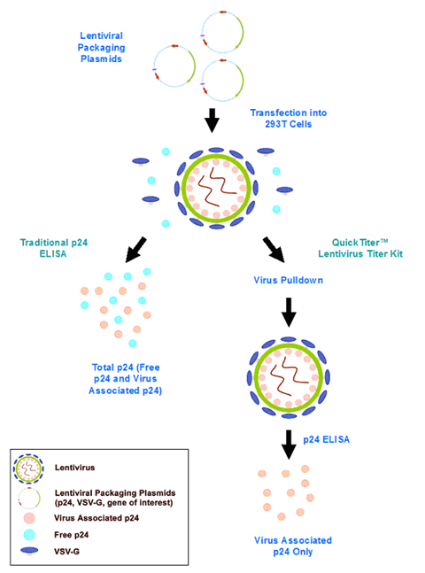 QuickTiter Lentivirus Titer Kit (Lentivirus-Associated p24)
